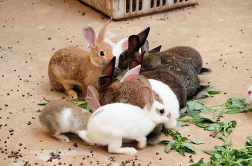 最近热门事件合集吃瓜兔