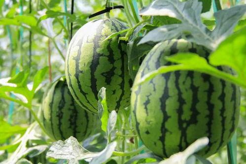 朝阳吃瓜群众 吃瓜网站能打开的网站免费